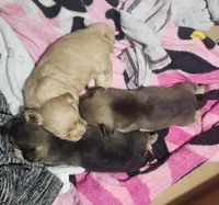 Scooter, a male Chorkie for sale in Bloomington, IL – 4 of 7