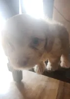 Scooter, a male Chorkie for sale in Bloomington, IL – 4 of 7