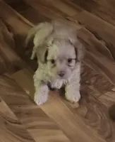 Scooter, a male Chorkie for sale in Bloomington, IL – 1 of 7