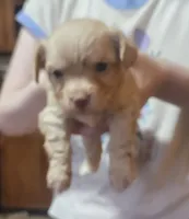 Scooter, a male Chorkie for sale in Bloomington, IL – 3 of 7