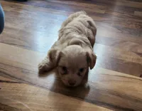 Scooter, a male Chorkie for sale in Bloomington, IL – 6 of 7