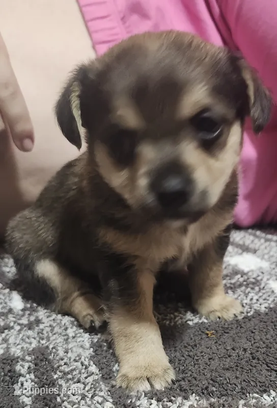 James – Chorkie puppy for sale in Bloomington, IL