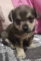 James, a male Chorkie for sale in Bloomington, IL – 1 of 5