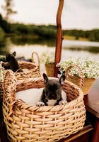 Blue Bell, a female French Bulldog for sale in Kings Mountain, NC – Photo 4 of 5