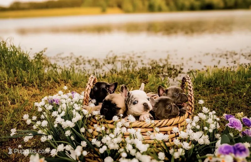 Blue Bell – French Bulldog puppy for sale in Kings Mountain, NC
