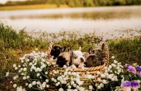 Blue Bell, a female French Bulldog for sale in Kings Mountain, NC – Photo 1 of 5
