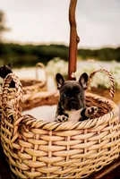 Blue Bell, a female French Bulldog for sale in Kings Mountain, NC – Photo 2 of 5