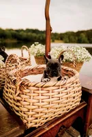 Blue Bell, a female French Bulldog for sale in Kings Mountain, NC – Photo 5 of 5