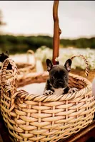 Blue Bell, a female French Bulldog for sale in Kings Mountain, NC – Photo 3 of 5