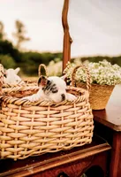 Freckles, a female French Bulldog for sale in Kings Mountain, NC – Photo 4 of 10