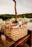 Freckles, a female French Bulldog for sale in Kings Mountain, NC – Photo 3 of 10