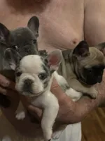 Freckles, a female French Bulldog for sale in Kings Mountain, NC – Photo 8 of 10