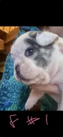 Freckles, a female French Bulldog for sale in Kings Mountain, NC – Photo 6 of 10