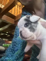 Freckles, a female French Bulldog for sale in Kings Mountain, NC – Photo 10 of 10