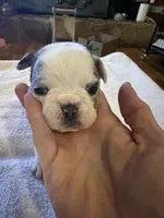 Freckles, a female French Bulldog for sale in Kings Mountain, NC – Photo 9 of 10