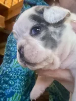 Freckles, a female French Bulldog for sale in Kings Mountain, NC – Photo 7 of 10