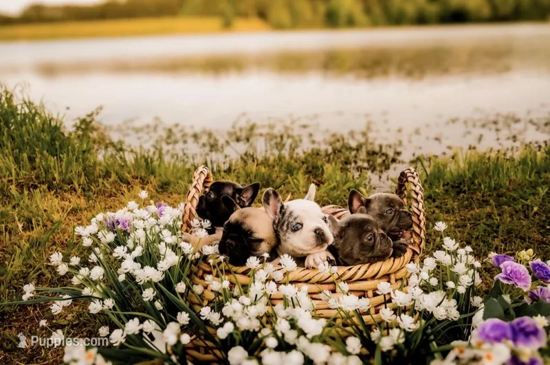 Brutis – French Bulldog puppy for sale in Kings Mountain, NC