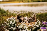 Brutis, a male French Bulldog for sale in Kings Mountain, NC – Photo 1 of 10