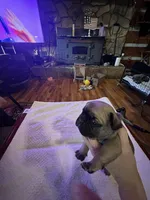 Brutis, a male French Bulldog for sale in Kings Mountain, NC – Photo 8 of 10