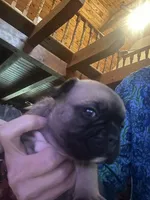 Brutis, a male French Bulldog for sale in Kings Mountain, NC – Photo 10 of 10