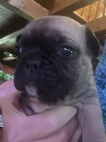 Brutis, a male French Bulldog for sale in Kings Mountain, NC – Photo 7 of 10