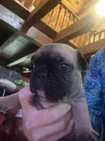 Brutis, a male French Bulldog for sale in Kings Mountain, NC – Photo 9 of 10