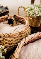 Brutis, a male French Bulldog for sale in Kings Mountain, NC – Photo 2 of 10