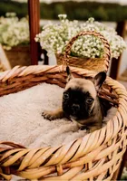 Brutis, a male French Bulldog for sale in Kings Mountain, NC – Photo 5 of 10