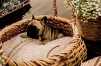 Brutis, a male French Bulldog for sale in Kings Mountain, NC – Photo 3 of 10