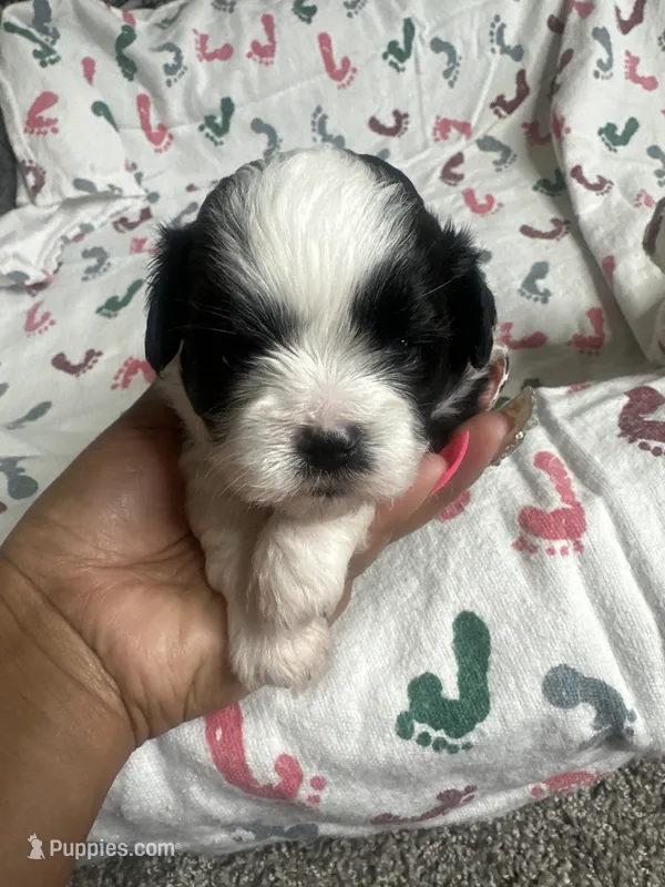 London – Shih Tzu puppy for sale in Reisterstown, MD