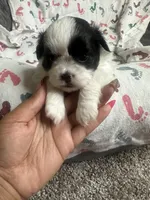 King, a male Shih Tzu for sale in Reisterstown, MD – 2 of 2