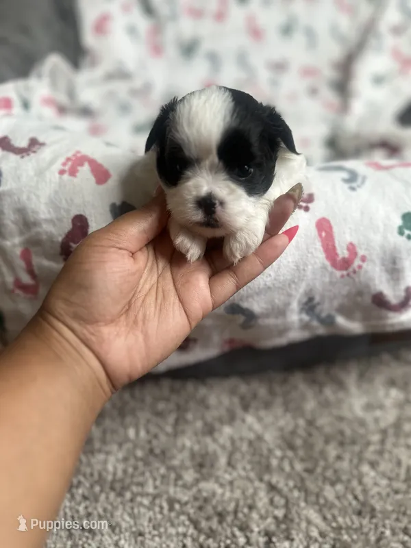 King – Shih Tzu puppy for sale in Reisterstown, MD