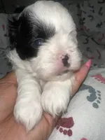 Menace, a male Shih Tzu for sale in Reisterstown, MD – 2 of 3