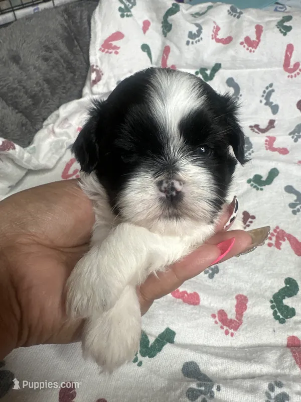 Lexi – Shih Tzu puppy for sale in Reisterstown, MD