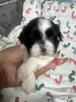 Lexi, a female Shih Tzu for sale in Reisterstown, MD – 1 of 1