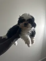 London, a female Shih Tzu for sale in Reisterstown, MD – 3 of 5
