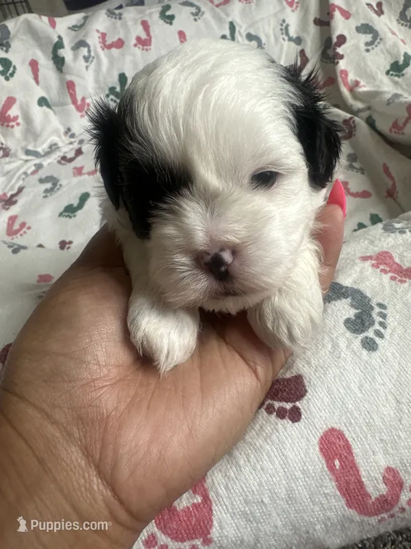 Menace – Shih Tzu puppy for sale in Reisterstown, MD