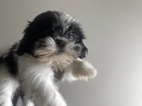 SunShine, a female Shih Tzu for sale in Reisterstown, MD – 3 of 4