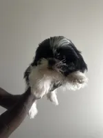 SunShine, a female Shih Tzu for sale in Reisterstown, MD – 4 of 4