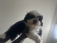 London, a female Shih Tzu for sale in Reisterstown, MD – 4 of 5