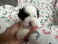 Menace, a male Shih Tzu for sale in Reisterstown, MD – 3 of 3