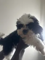 London, a female Shih Tzu for sale in Reisterstown, MD – 5 of 5