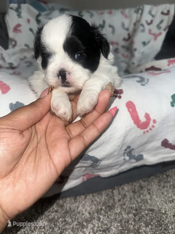 SunShine – Shih Tzu puppy for sale in Reisterstown, MD