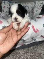 SunShine, a female Shih Tzu for sale in Reisterstown, MD – 1 of 1