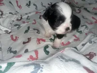 London, a female Shih Tzu for sale in Reisterstown, MD – 2 of 2