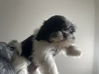 SunShine, a female Shih Tzu for sale in Reisterstown, MD – 2 of 4
