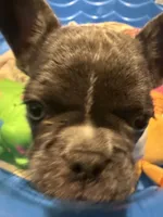 Max , a male French Bulldog for sale in Parkville, MD – 3 of 10