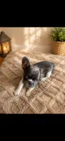 Max , a male French Bulldog for sale in Parkville, MD – 3 of 6