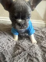 Max , a male French Bulldog for sale in Parkville, MD – 5 of 6