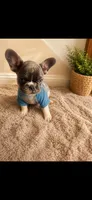Max , a male French Bulldog for sale in Parkville, MD – 4 of 6